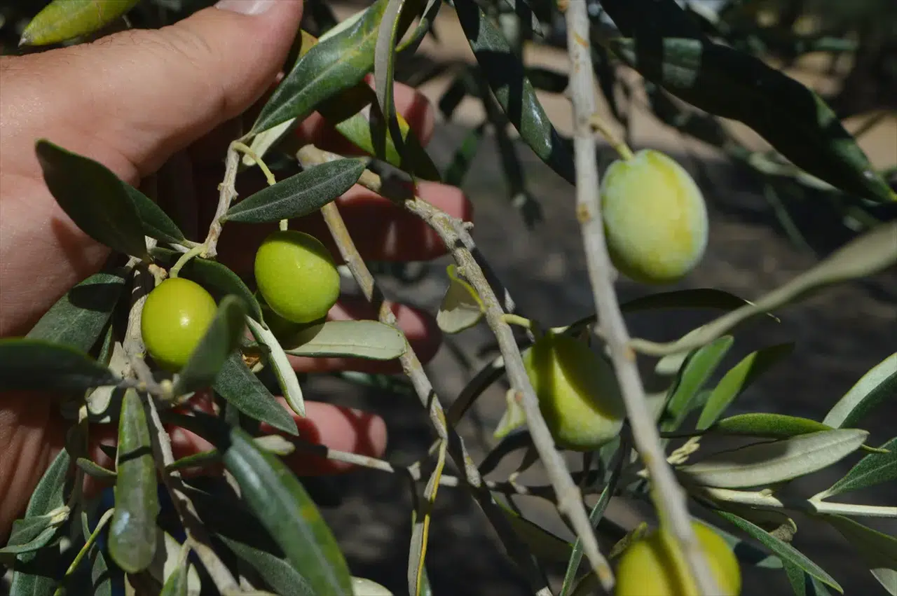 Ayvalık'ta zeytin hasadı coşkusu: Geleneksel etkinlikte bereket dilekleri