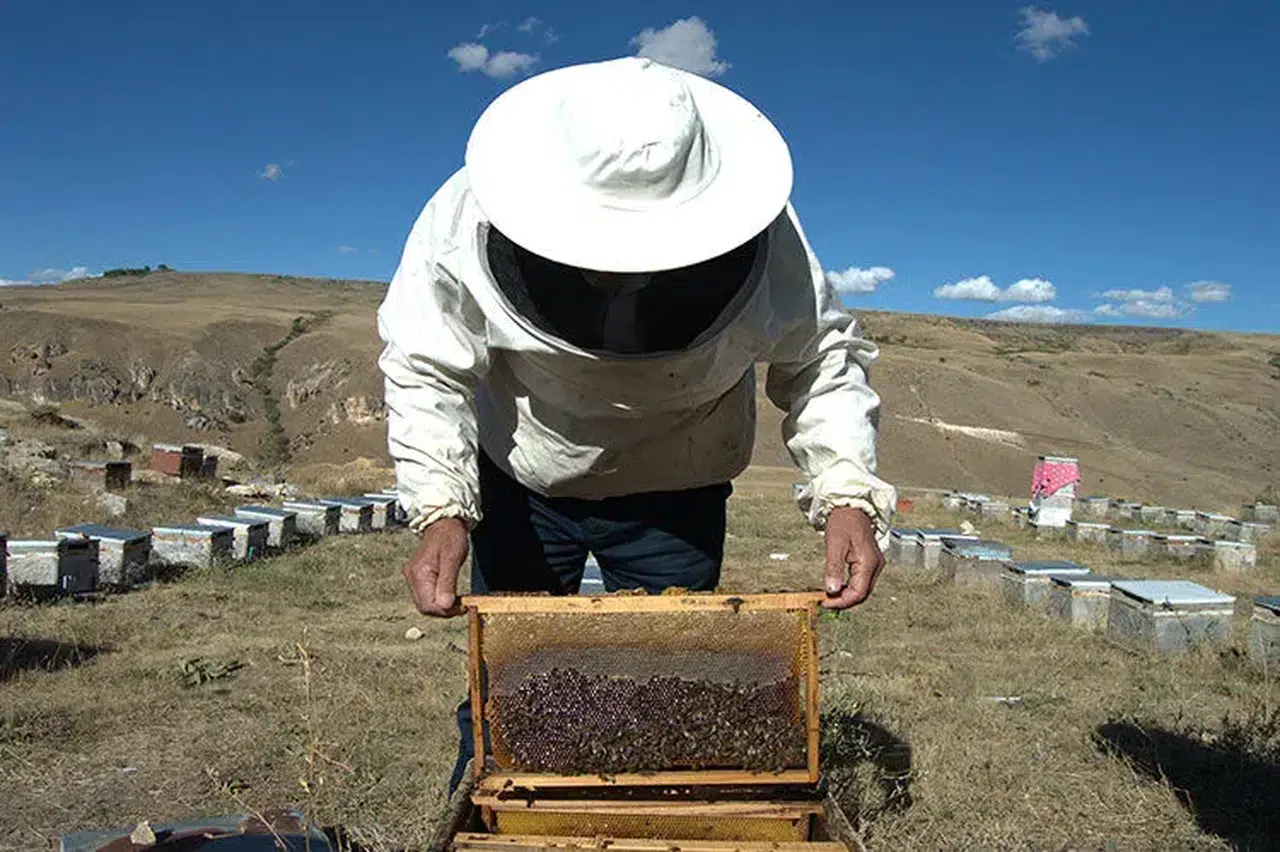 Erzurum'un yaylalarındaki arılar, organik bal üreterek yolculuk yapıyorlar