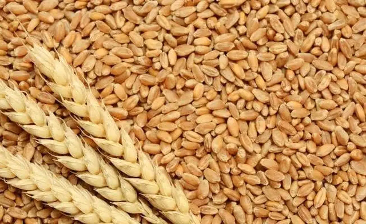 TİGEM 4 bin 427 ton buğday satışı gerçekleştiriyor