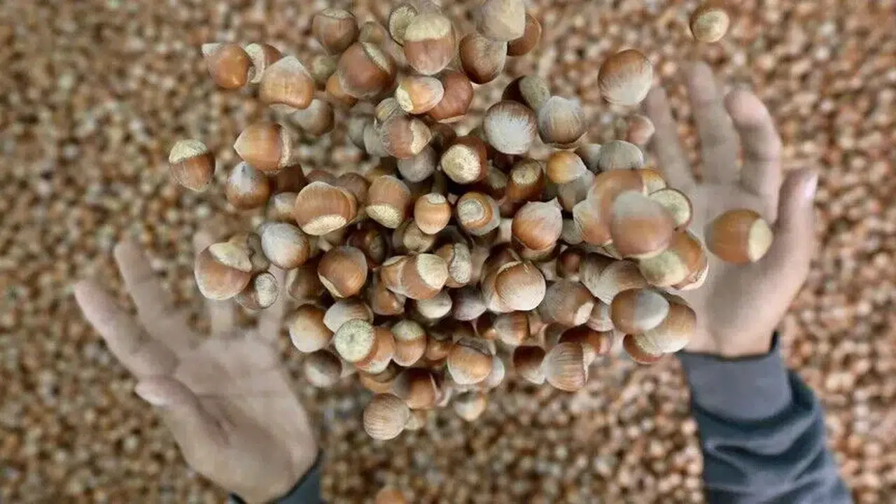 Fındık ihracatından ilk ayda dev gelir!