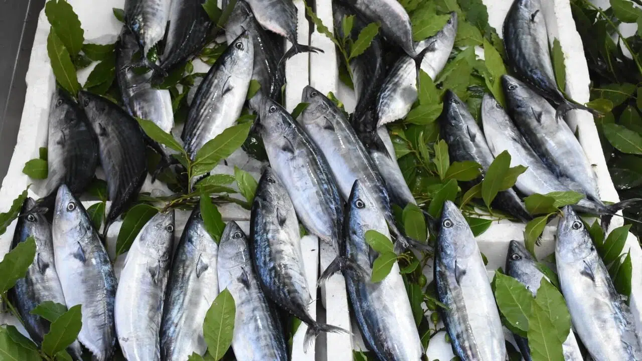 Karadeniz'de palamut bolluğu sezonu başladı