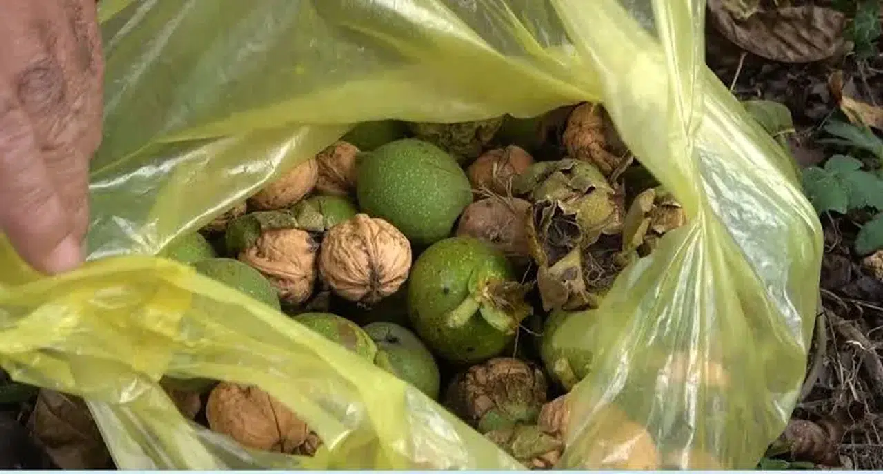 Tescilli Şebin cevizinde bu yıl yüksek rekolte bekleniyor