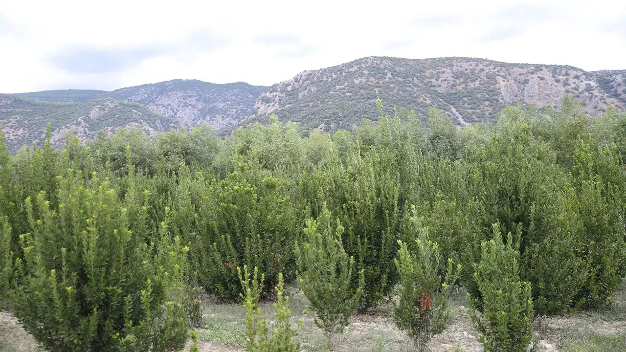 Muğla'da defne üretimiyle atıl araziler ekonomiye kazandırılıyor