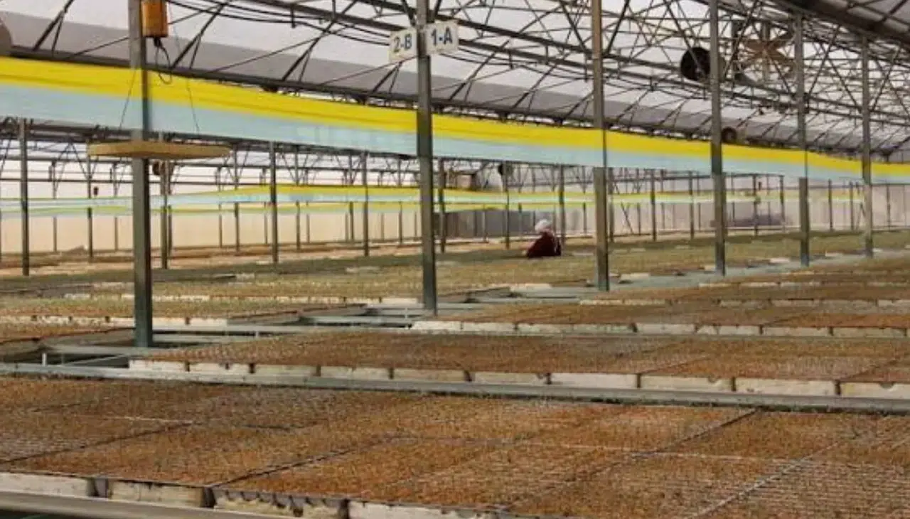 Tohumculukta 1850 firma devlet desteğiyle sektörü zirveye taşıyor