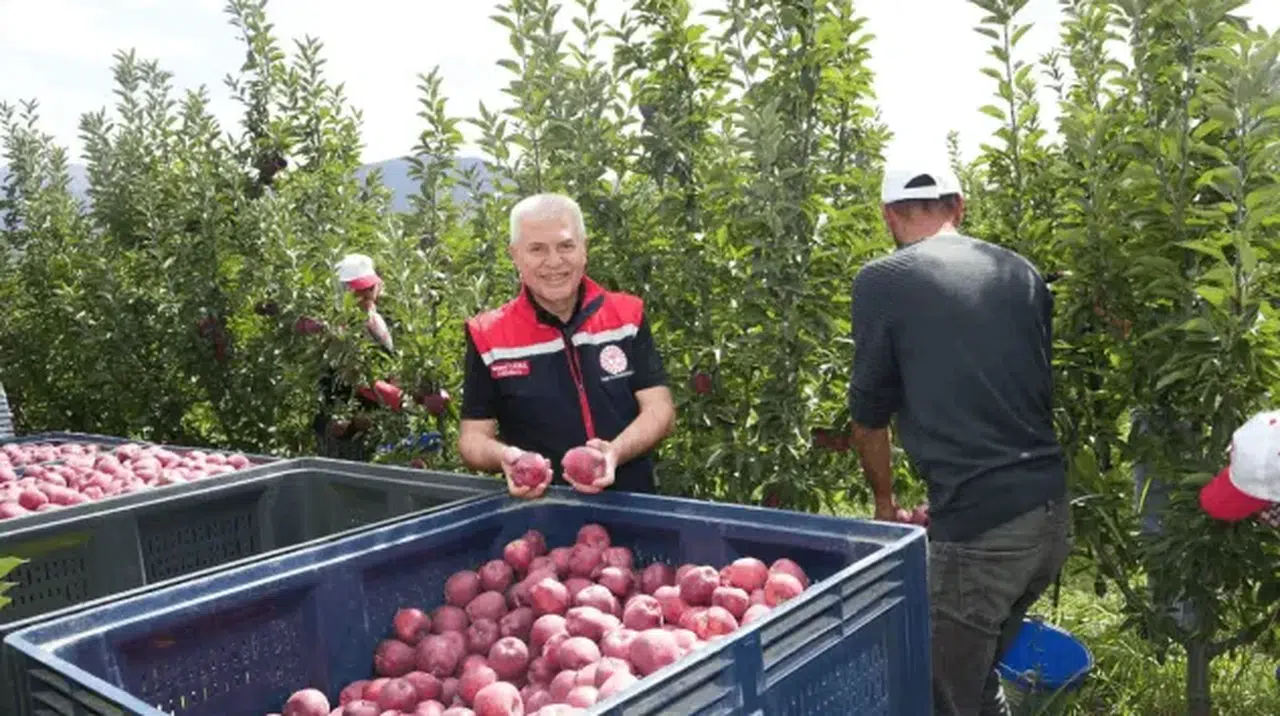 Isparta'da elma hasadı başladı ve üretim rekora koşuyor