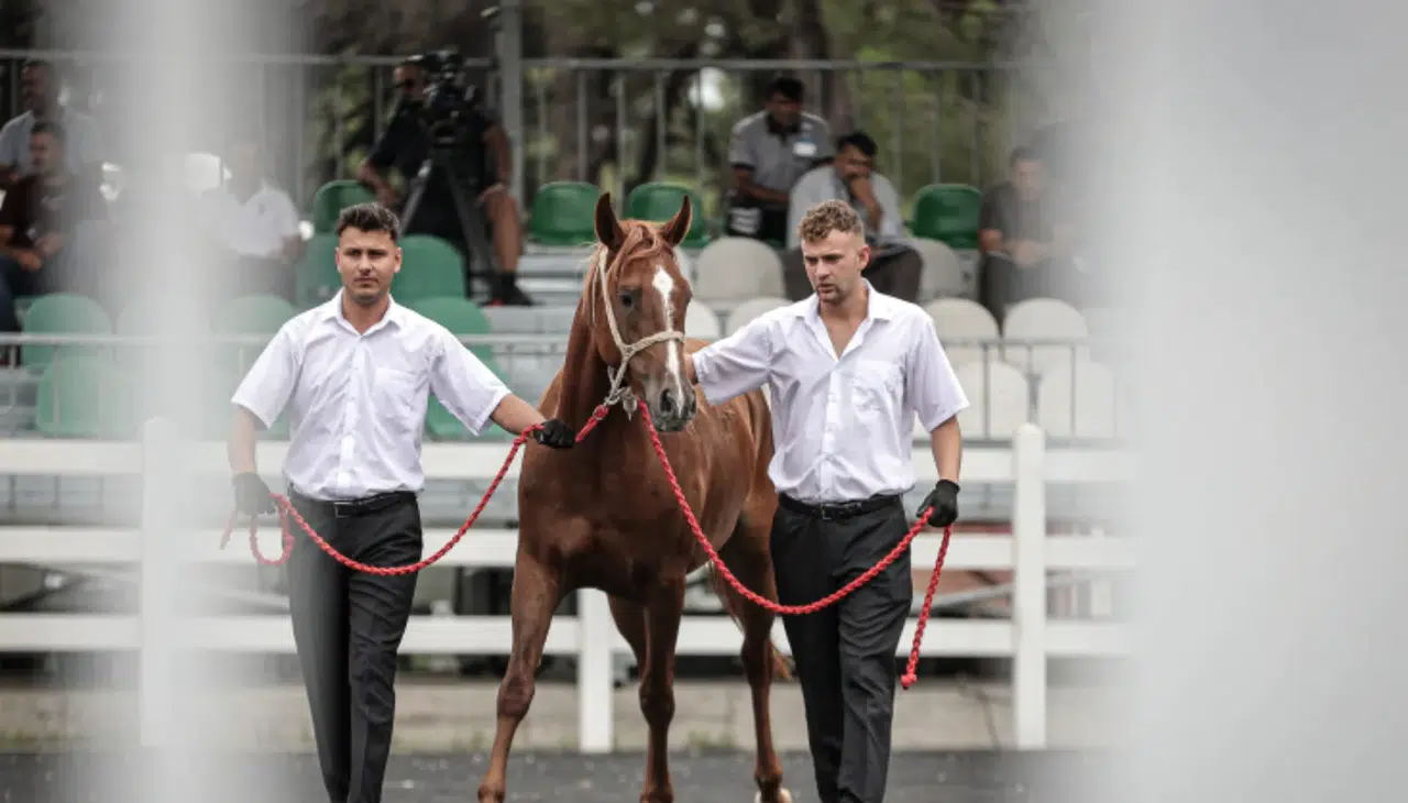 Karacabey Tarım İşletmesi 15 tayla 57 milyon lira hasılat elde etti