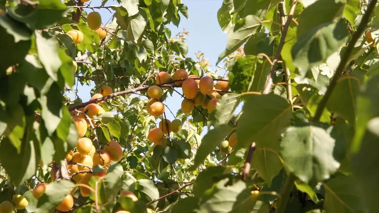 Mersin'de tescilli mut kayısısında rekolte beklentisi 250 bin ton