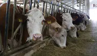 Gelir garantili hayvancılık dönemi resmen başladı