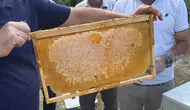Yenice Ihlamur balında hasat dönemi başladı