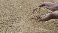 1 milyon ton hububat 21 günde toplandı! İşte TMO'nun rekor kıran stratejisi