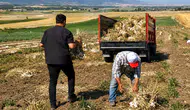 Çorum'da Üyük sarımsağı, coğrafi işaret süreciyle dikkat çekiyor