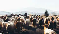 Avrupa orman yangınlarını önlemek için keçi ve koyun kullanılacak