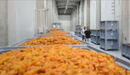 Malatya'da 11 bin ton kapasiteli lisanslı depolar kayısı üreticilerini bekliyor