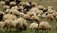 Ordu'da koyun, koç ve düve alım ihalesi düzenlenecek