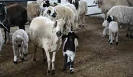Hayvancılığın geleceği için kritik çağrı: Küçükbaş hayvanlar GEKİS ile takip edilmeli