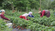 Çilek üretimi ordunun ekonomisine değer katıyor