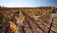 Mısır fiyatları El Nino'nun etkisiyle yeni zirveye ulaştı