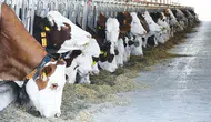 Haziran itibarıyla Türkiye'de büyükbaş ve küçükbaş hayvan sayıları açıklandı