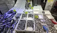 Karadeniz'de palamut bolluğu Rize'deki balıkçı tezgahlarına yansıdı