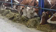 Yerli hayvan varlığı artıyor, ithalat ihtiyacı azalıyor