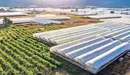 Silopi Sera Organize Tarım Bölgesi'nde kadın istihdamı ve ekonomik katkı sevinci