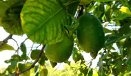 TİGEM, 1010 ton interdonato limon için açık artırma düzenliyor