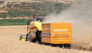 Gaziantep'te yerli buğday çeşitleri için deneme hasadı yapıldı