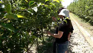 Isparta'da elma rekoltesinin artması bekleniyor
