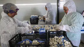 Devlet desteğiyle büyük başarı: Nevşehir’de günde 2 ton mantar üretimi