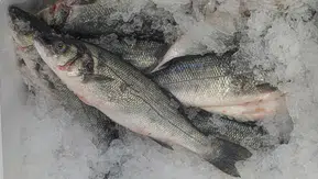 Türk Balığına Küresel Talep Artıyor: İhracatta Rekor Başlangıç!