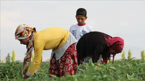 “Tarımda maaşlar sert yükseldi: İşçi ücretleri yüzde 40’a yakın arttı”