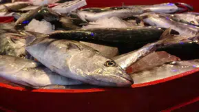 Giresun'da palamut sezonu umut verici bir şekilde başladı