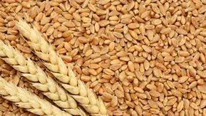 TİGEM 4 bin 427 ton buğday satışı gerçekleştiriyor