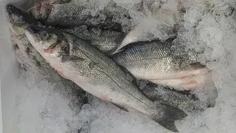 Türk Balığına Küresel Talep Artıyor: İhracatta Rekor Başlangıç!