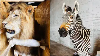 “Trabzon Limanı’nda Şok Baskın: Kaçak Yaban Hayvanları Arasında Su Aygırı ve Timsah da Var”