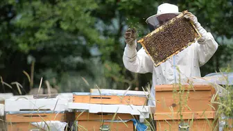 Yenice Ihlamur Balı AB Tesciliyle Marka Yolunda: Karabük’ten Gurur Verici Başarı
