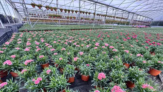 Kurakçıl Peyzajda Yeni Model Arayışı: Üreticilerden Alım Garantili Sistem Talebi!