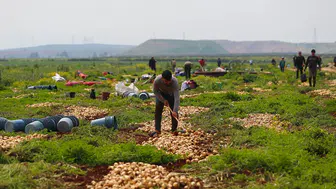 Reyhanlı’da bereket fışkırıyor: 122 bin tonluk dev hasat başladı!