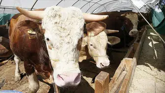 Tarım ve Orman Bakanlığından Kurban Bayramı öncesi sıkı denetim ve salgın önlemi!