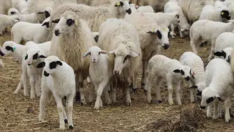 Amasya'da dev küçükbaş satışı: 600 Bafra ırkı yeni sahibini bekliyor!