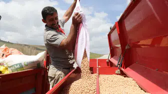 Yozgat'ta nohut üretiminde yağışlarla birlikte rekor rekolte bekleniyor!