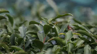 Türk çay ihracatında güçlü artış: gelir yüzde 38 yükseldi