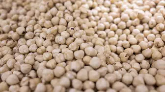 Dünyanın fındık ambarı Karadeniz: 69 ülke Türk fındığı için sıraya girdi!