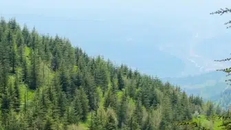 Osmaniye'de yeşil zafer! Çorak topraklarda meyve ağaçları yükseliyor