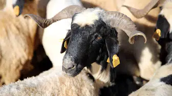 Kurban alacaklar dikkat: Canlı kilo fiyatları ve hisse bedelleri belli oldu!