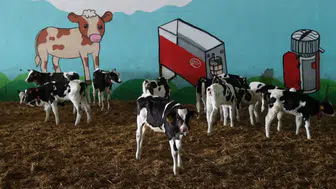 Günde 16 ton hedefine doğru: Dijital hayvancılıkta ezber bozan başarı