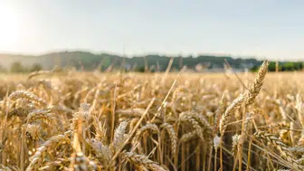 Aşırı sıcaklar üretim tahminlerini altüst etti