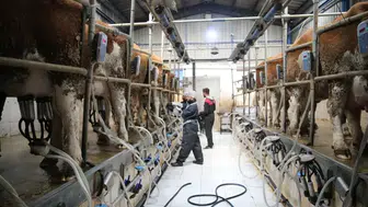 Bakanlıktan süt üreticisine 24,6 milyar TL’lik rekor destek