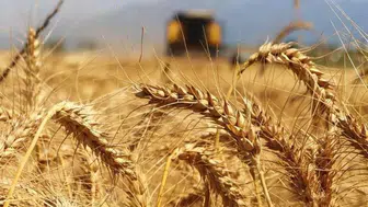 Rusya Tarım Bakanı Oksana Lut, çiftçilere yakıt desteği sözü verdi