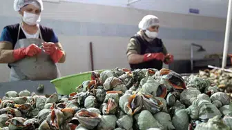 Deniz salyangozu ihracatı yılın ilk yarısında 9,1 milyon dolar kazandırdı